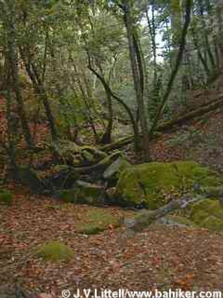 Creekbed