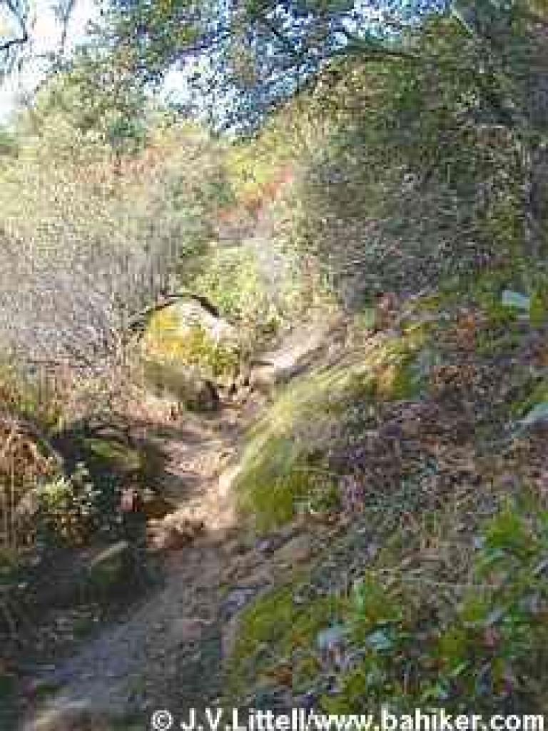Emerging into chaparral