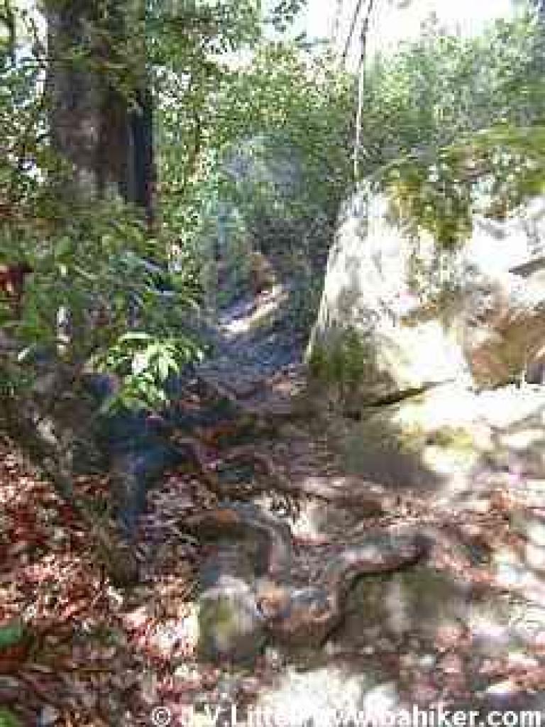 Roots sprawl across the trail like swollen snakes