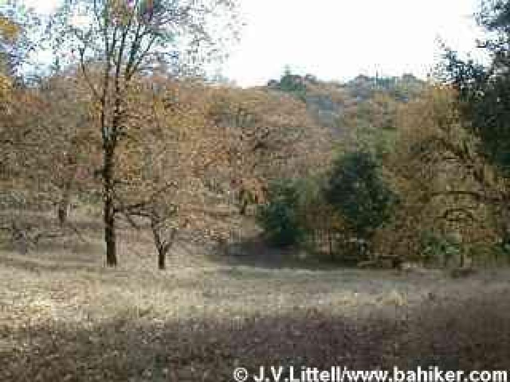 Oak meadow