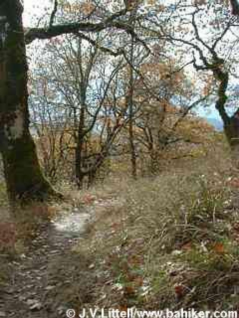 Colorful oak foliage