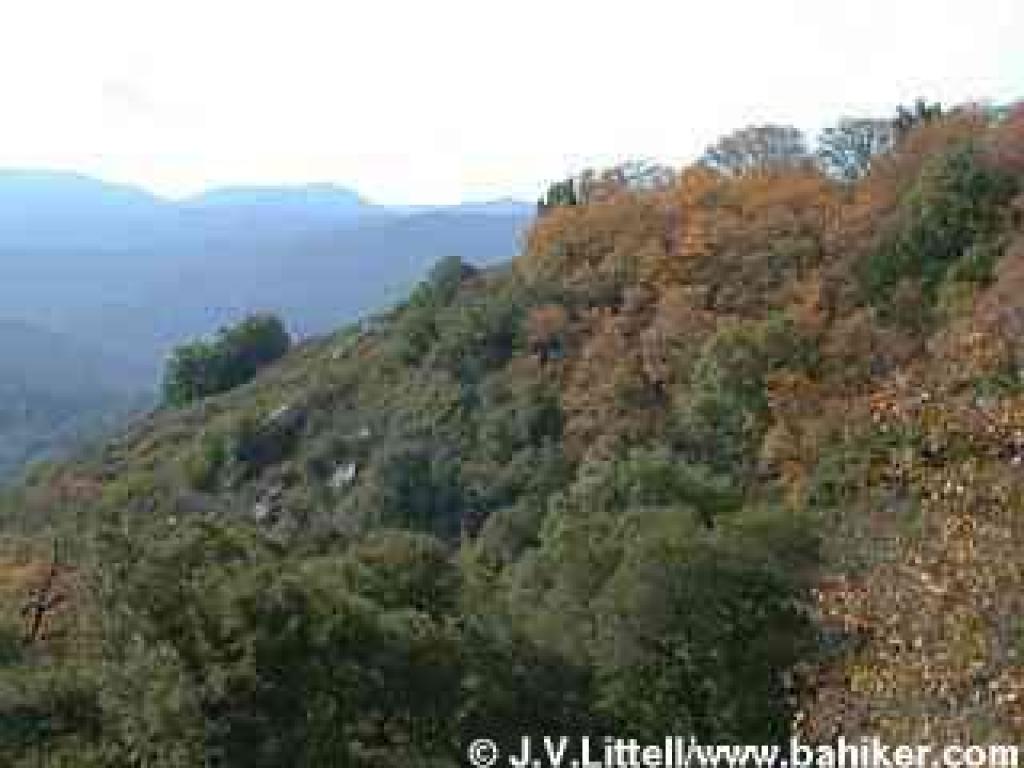 Black oaks and view