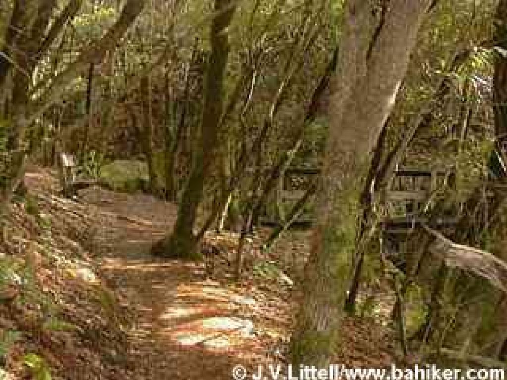 Bench and bridge