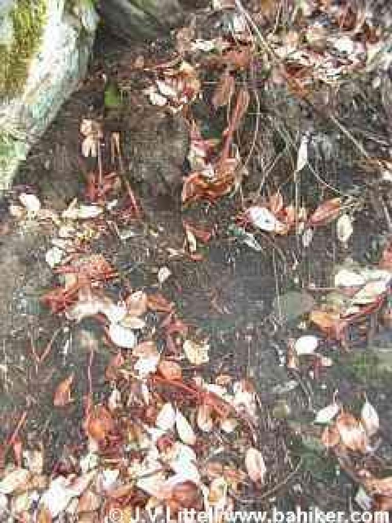 Madrone curls