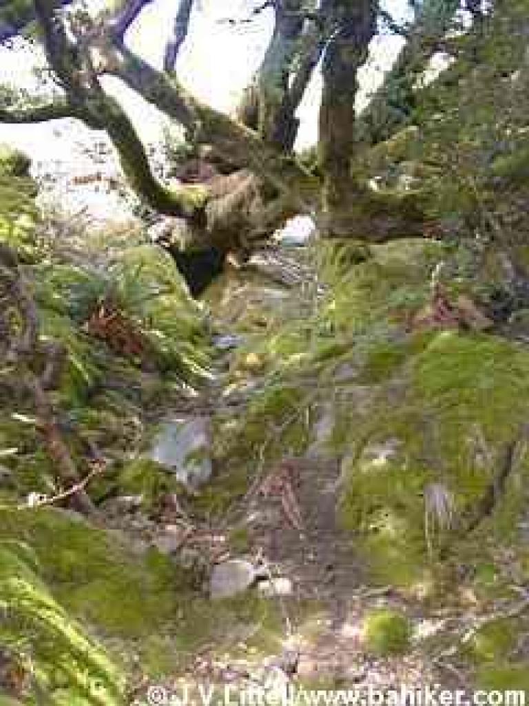 Oak and mossy rocks