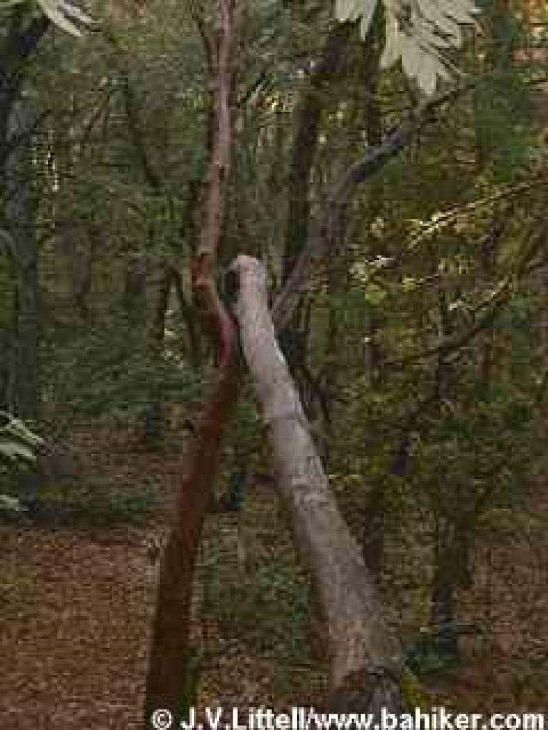 Trees
