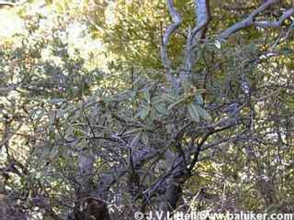 Wartleaf ceanothus photo