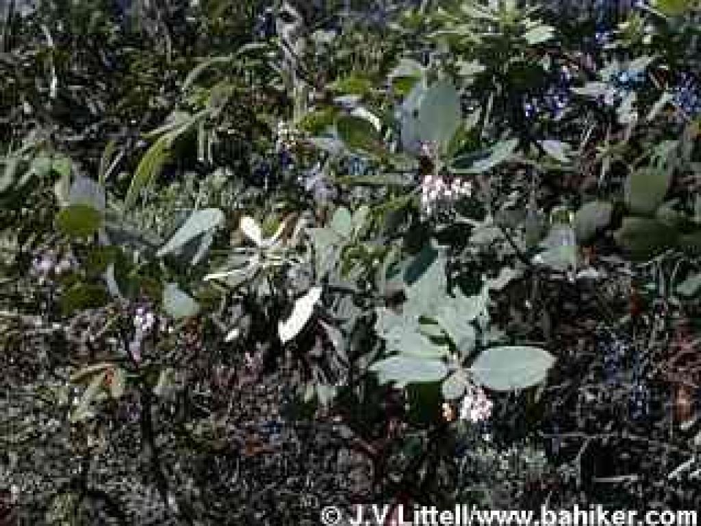 Madrone in winter
