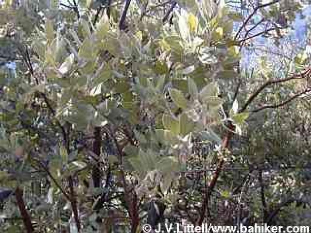 Manzanita in winter at Castle Rock