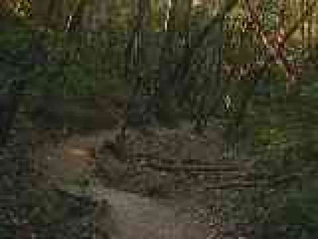 Bridge and trail