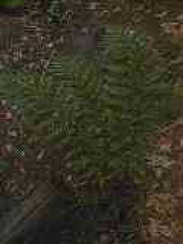 Giant chain fern