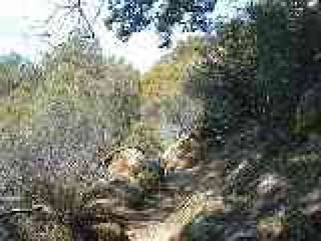 Into chaparral
