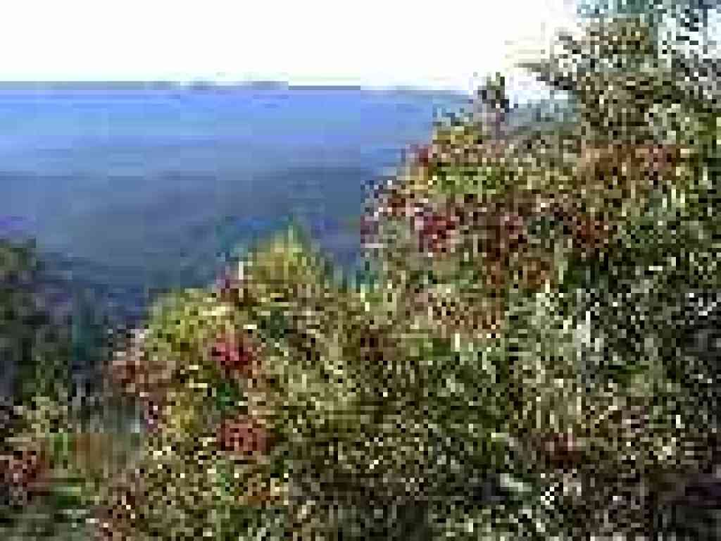 Toyon and view west