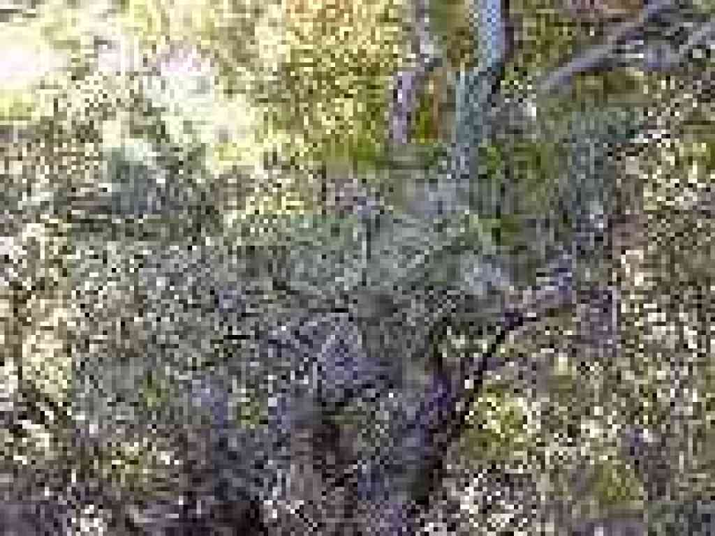 Wartleaf ceanothus
