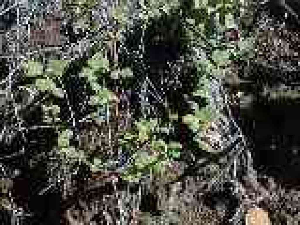 Currant