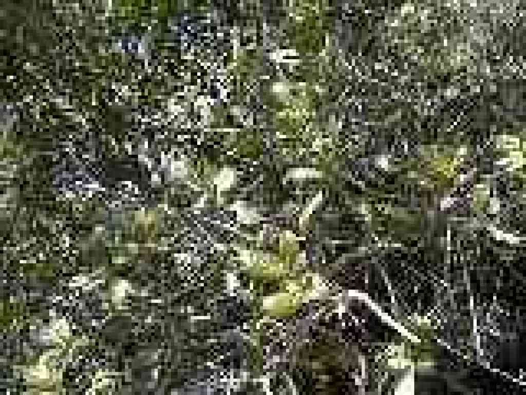 Coast live oak