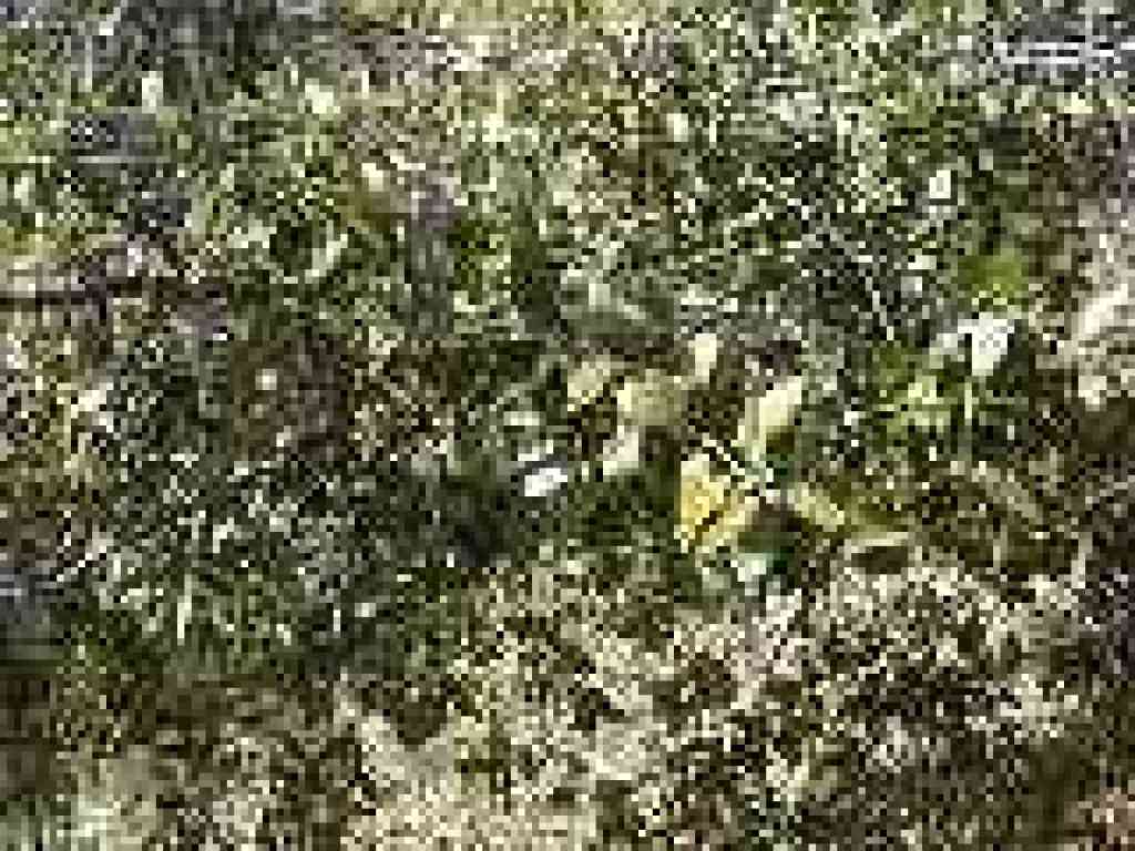 Oak