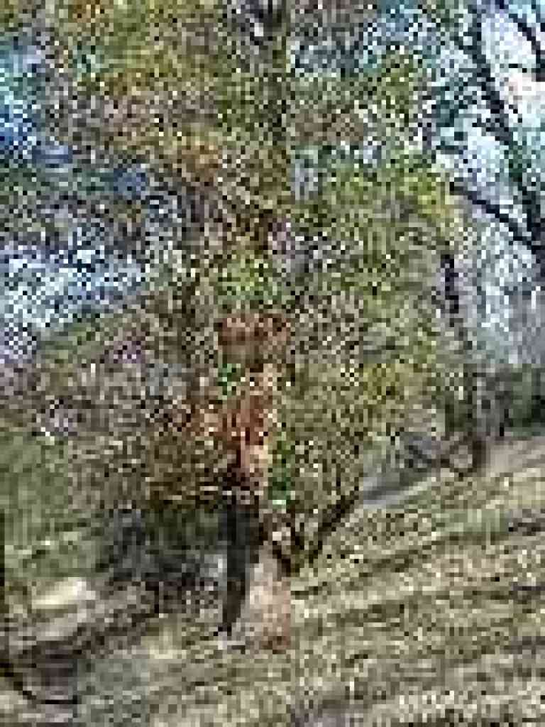 Madrone