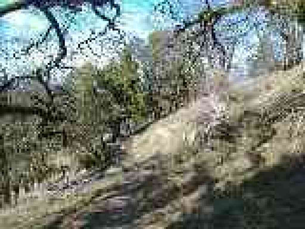 Grassland dotted with oaks