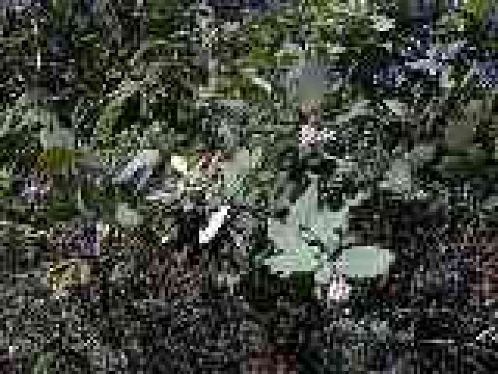 Madrone