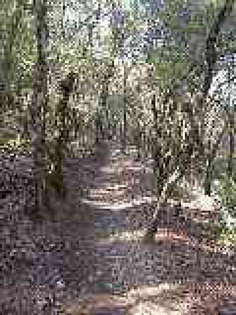 Trail lined with tanoaks