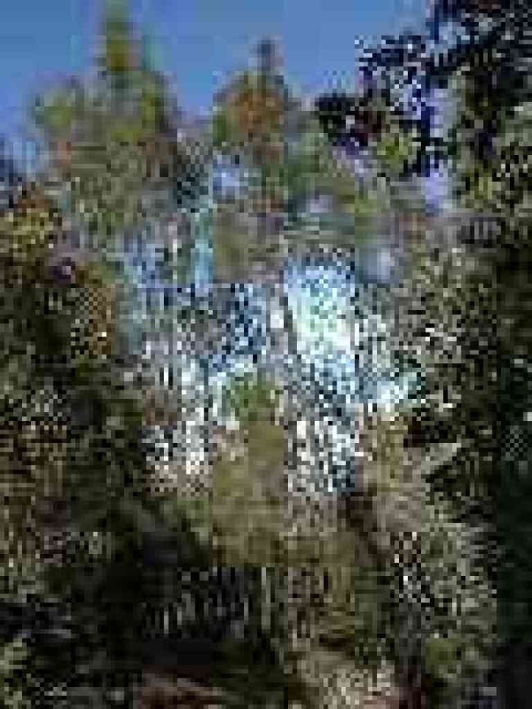 Tall pines