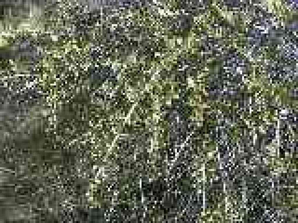 Buckbrush