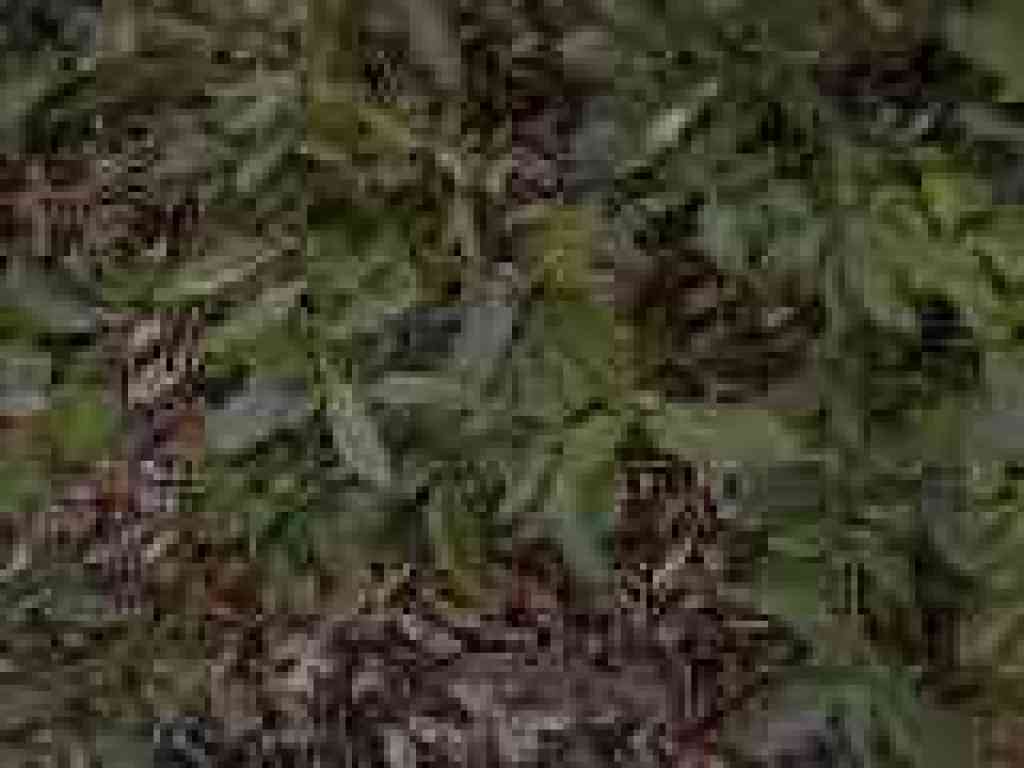 Tanoak