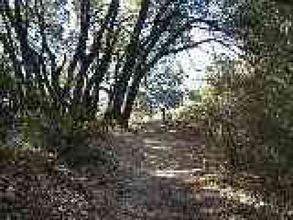 Leaving the woods
