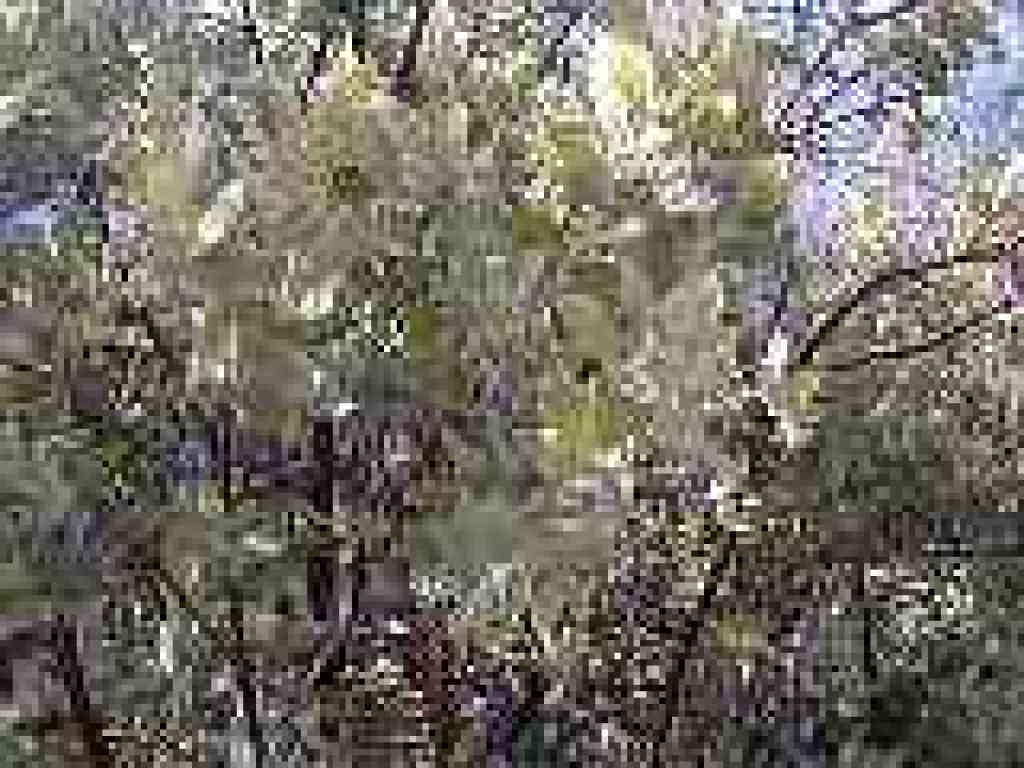 Manzanita