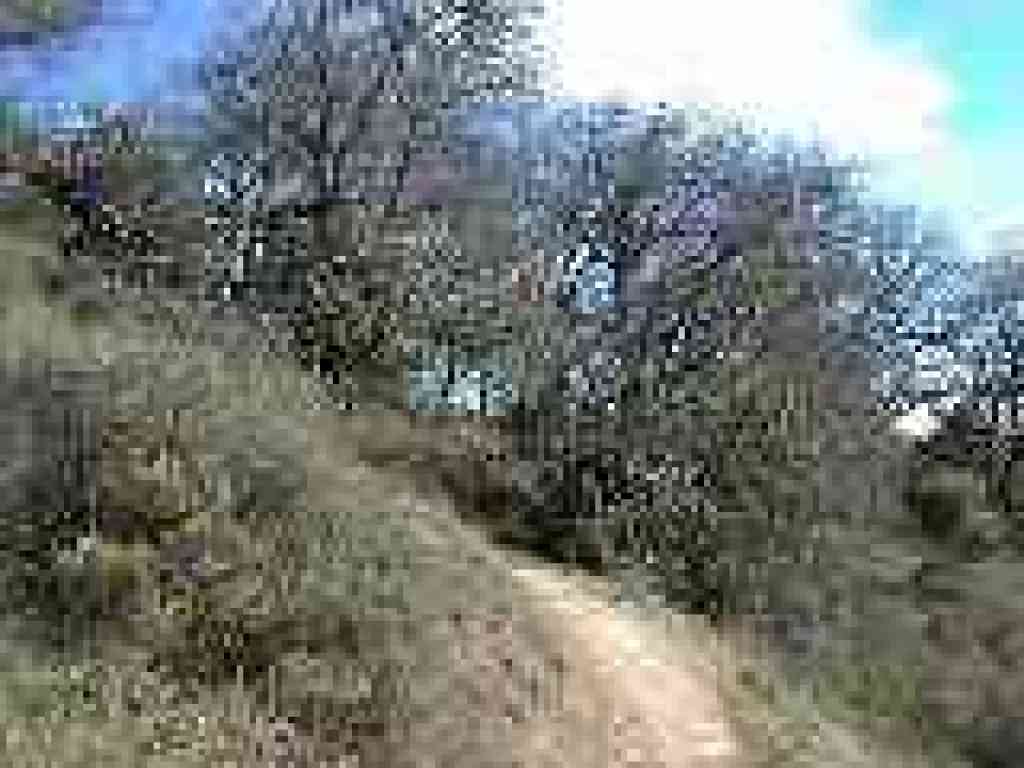 Sagebrush on the side of the trail