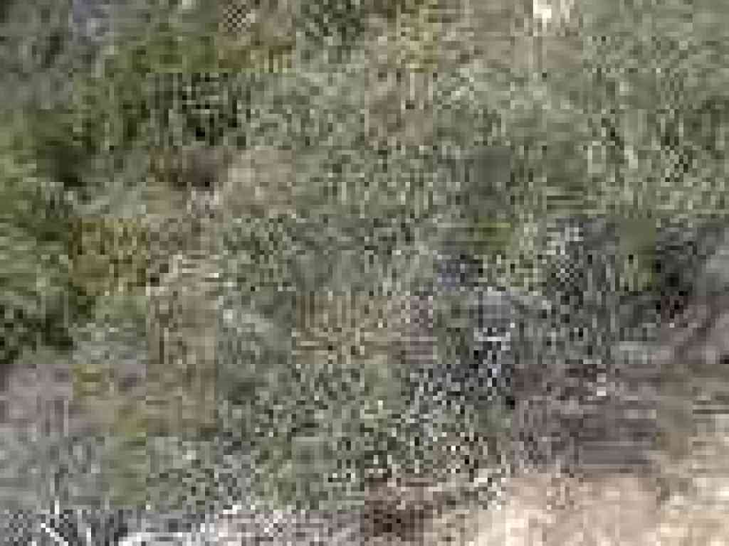Chamise is common along the trail