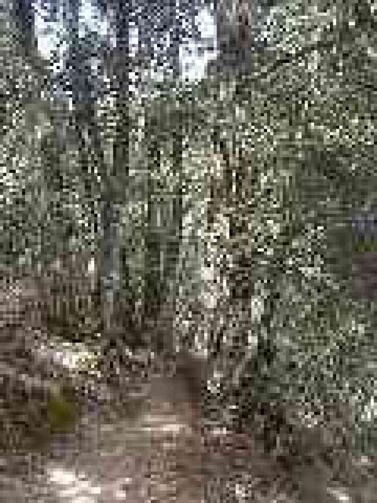 Trail passes through tanoaks
