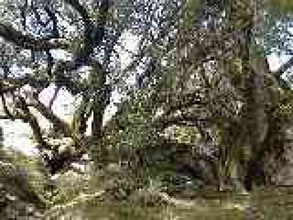 Oaks and rocks