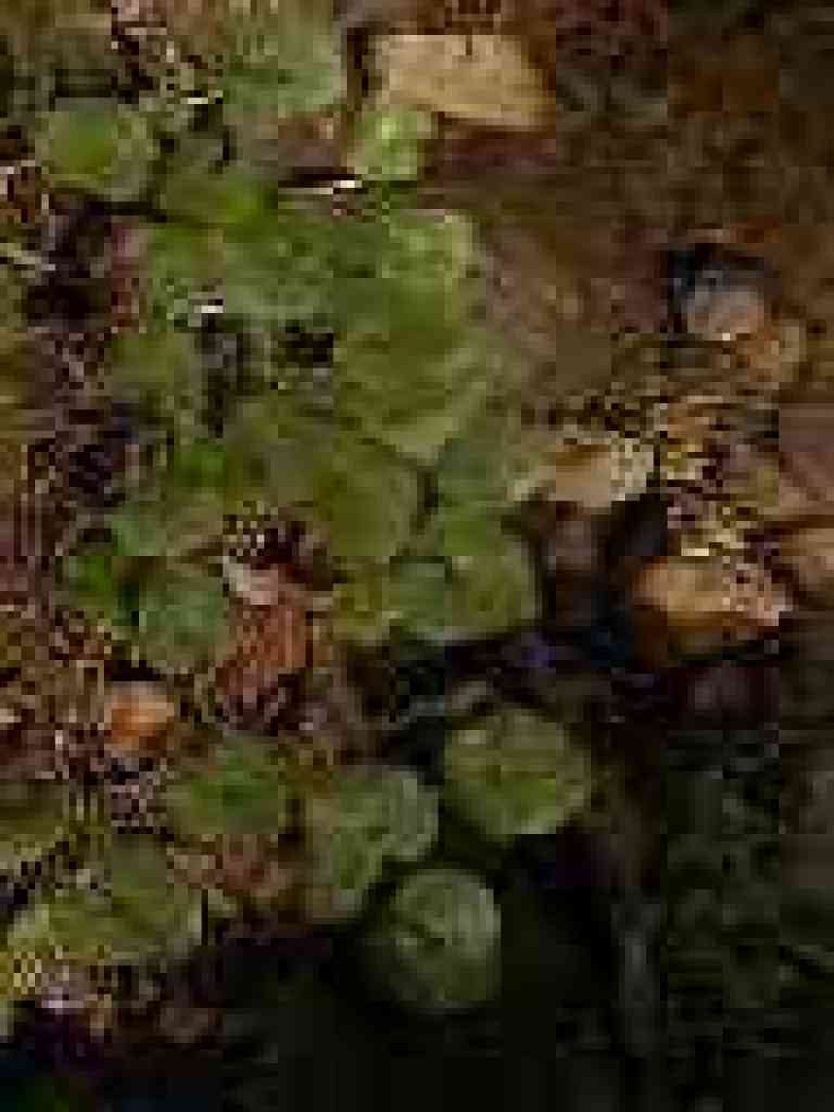 Wild ginger