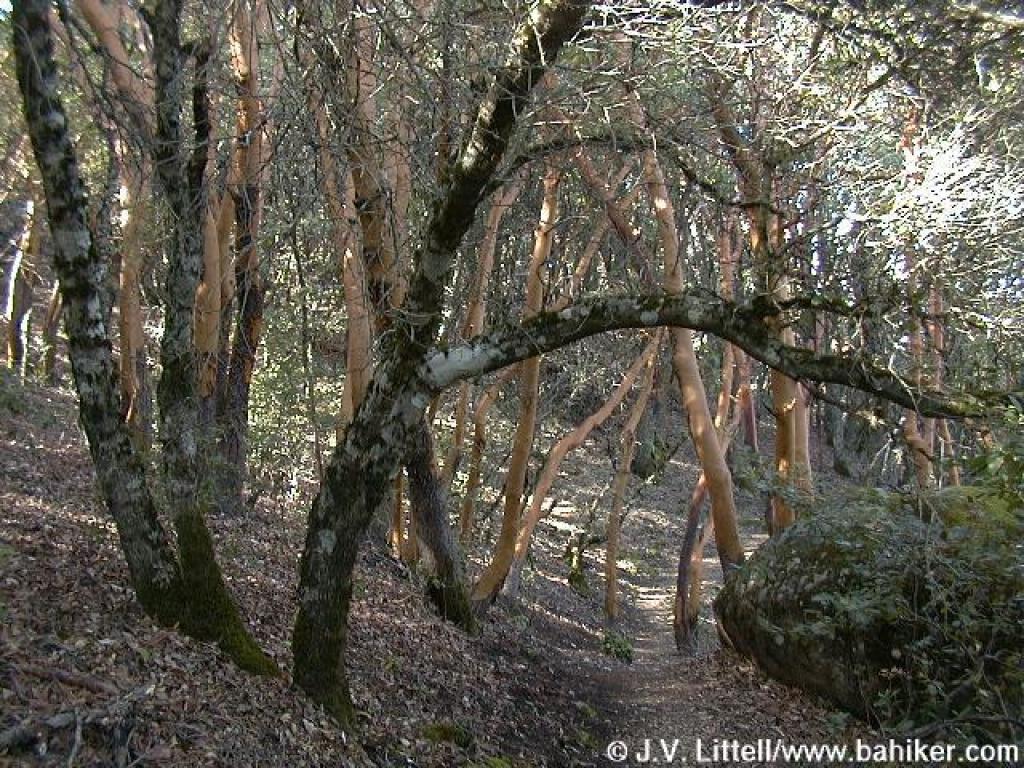 Madrone Forest on the Ridge Trail in Castle Rock SP, from www.bahiker.com