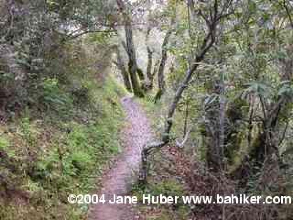 Toyon Trail