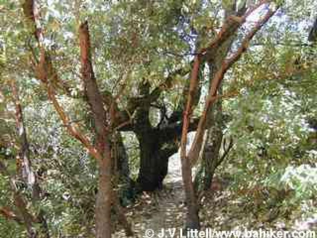 Squeezing through some madrones