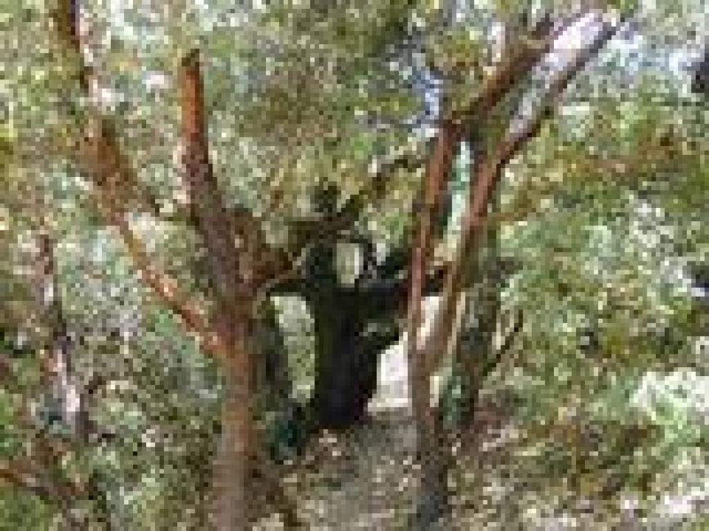 Madrones and a coast live oak flank the trail