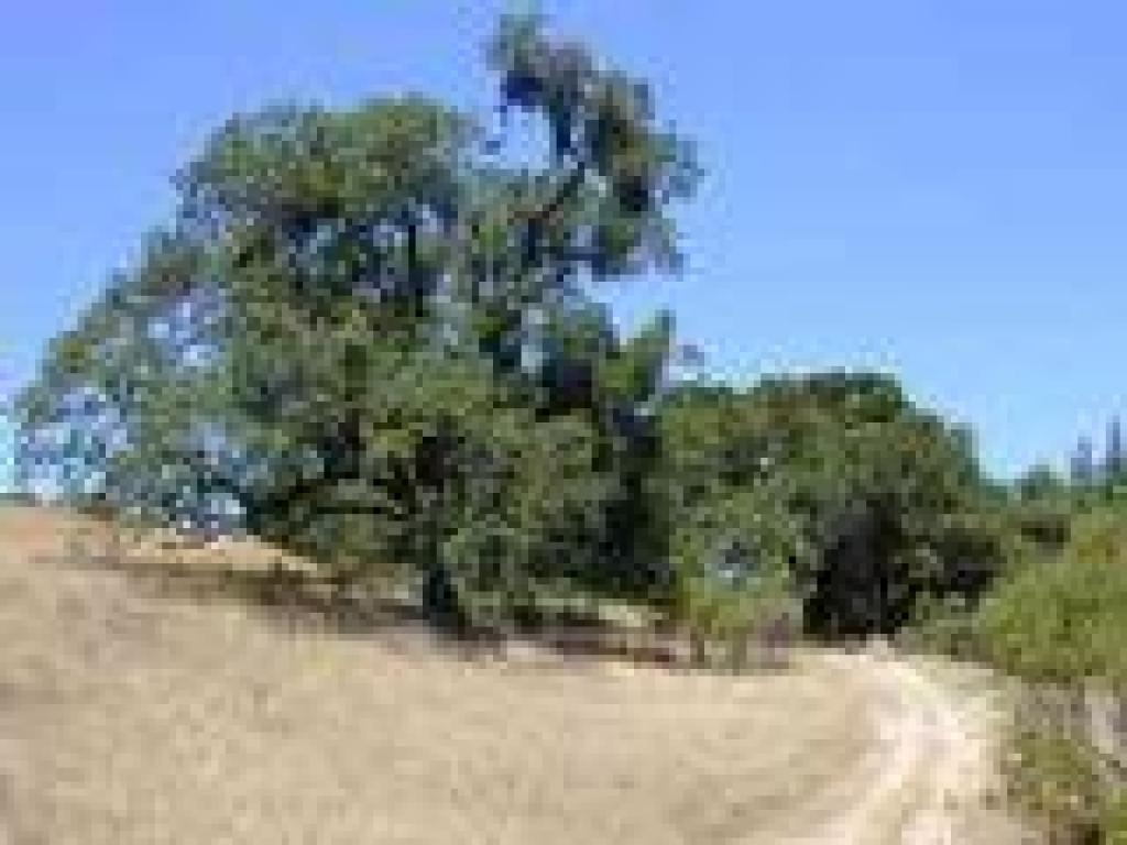 Valley oak on the side of the trail