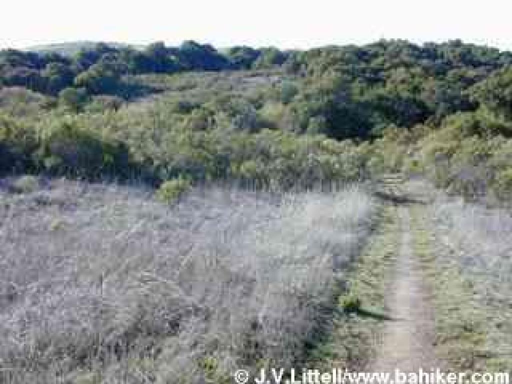 Meadow Trail