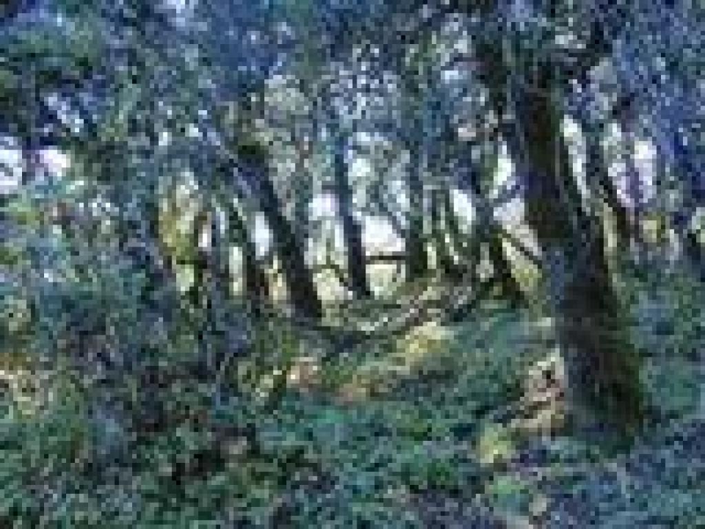 Mossy oaks