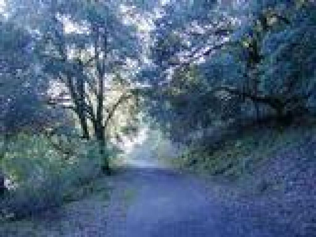 Meadow Trail
