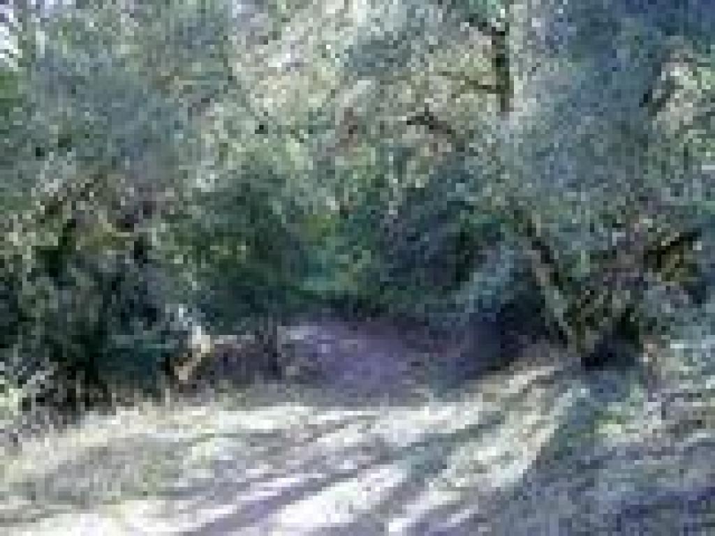 Wooded stretch