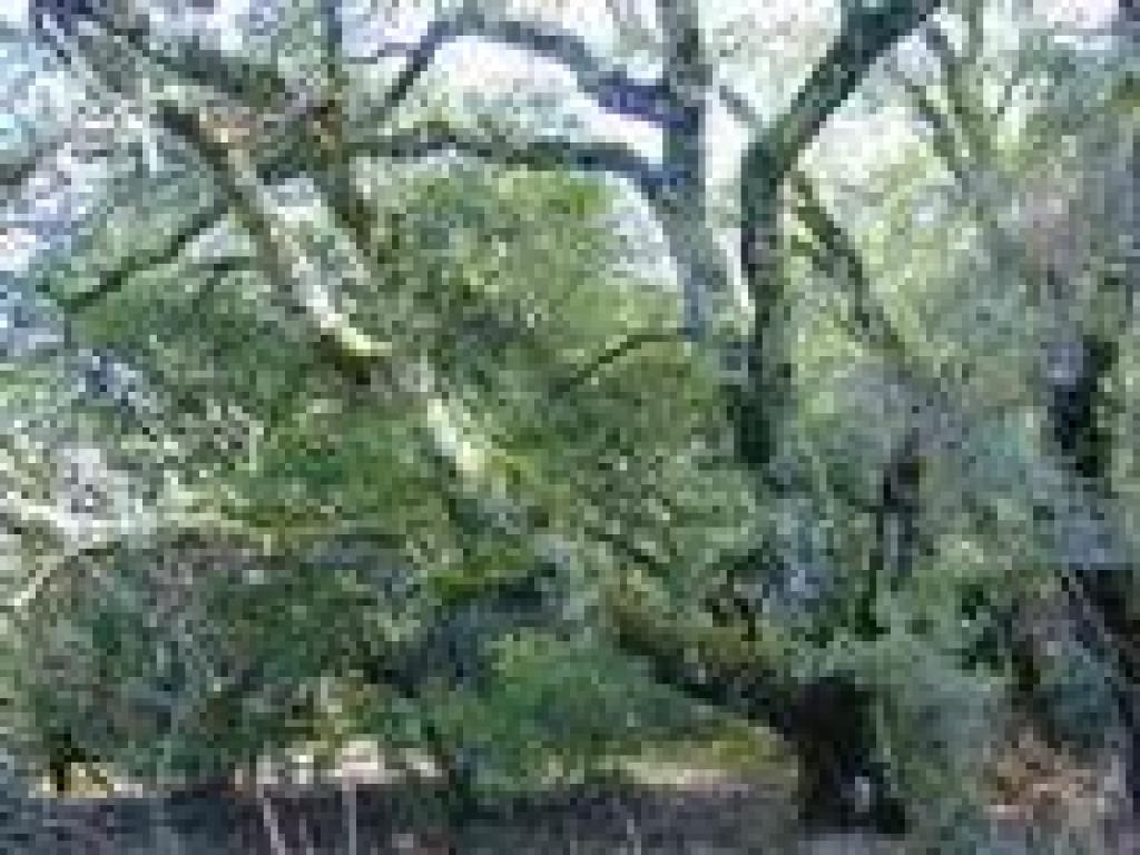 Coast live oak