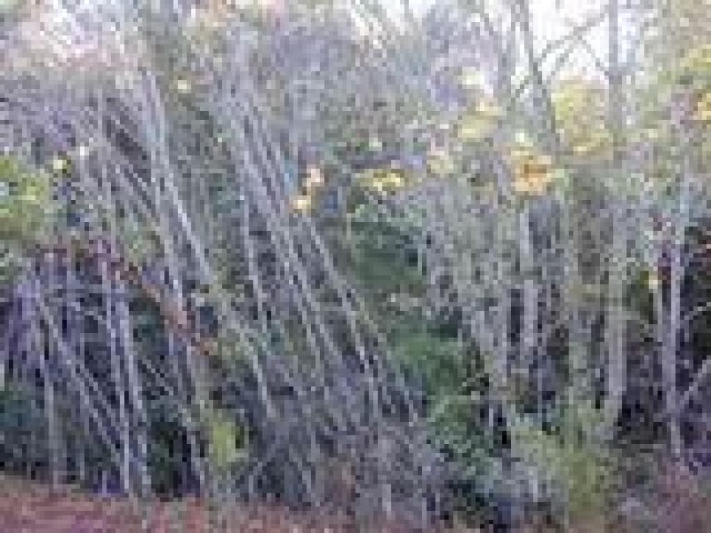 Maples