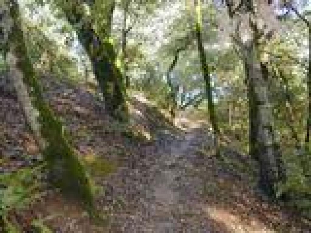 Meadow Trail