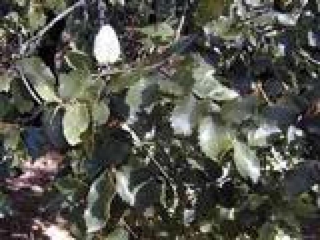 Canyon live oak