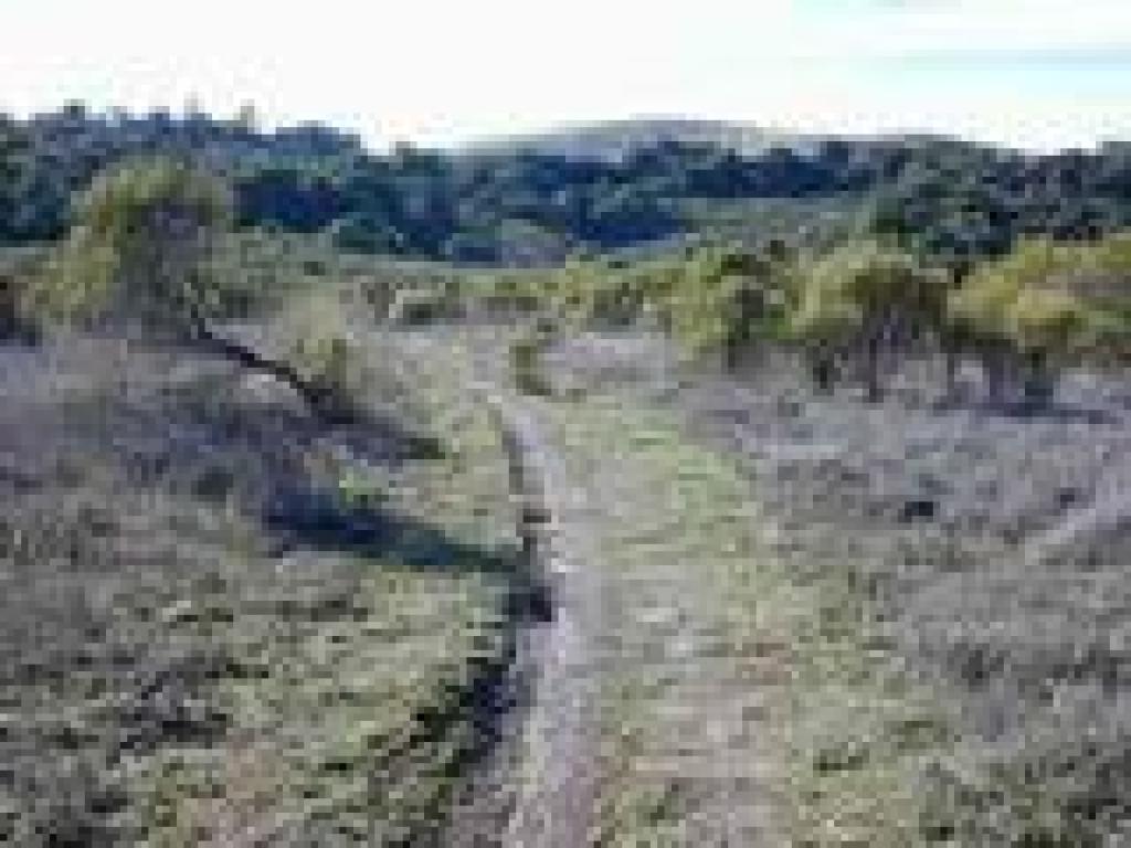 Grassland