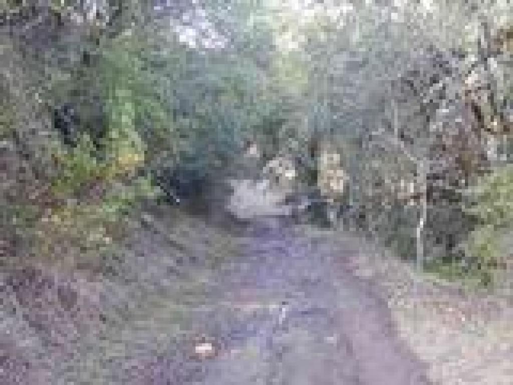 Through the woods